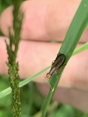 Limnia conica