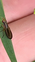 Limnia conica