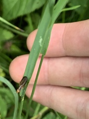 Limnia conica