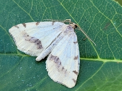 Macaria occiduaria