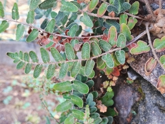 Astrolepis crassifolia
