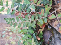 Astrolepis crassifolia