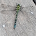 Southern Hawker - Photo (c) tontonyoshi, some rights reserved (CC BY-NC)