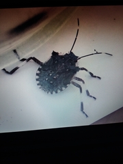 Halyomorpha halys