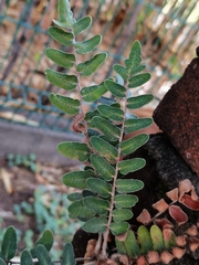 Astrolepis crassifolia