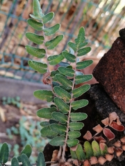 Astrolepis crassifolia