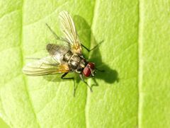 Thricops nigrifrons