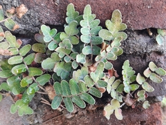 Astrolepis crassifolia