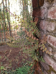 Astrolepis crassifolia