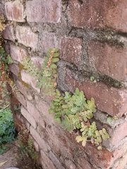 Astrolepis crassifolia