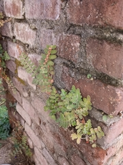 Astrolepis crassifolia