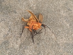 Pseudozonitis marginata