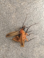 Pseudozonitis marginata