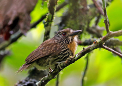 Malacoptila fulvogularis