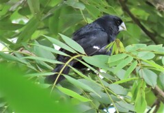 Sporophila crassirostris