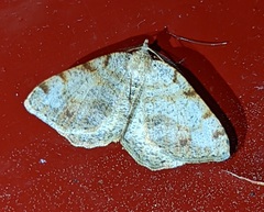 Macaria exauspicata