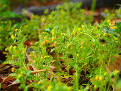 Grangea maderaspatana