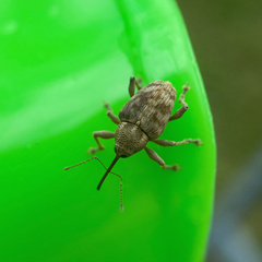 Curculio conjugalis