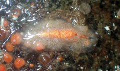 Enchiridium punctatum