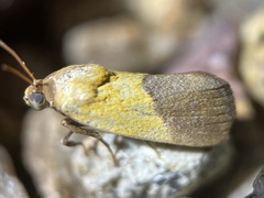 Ponometia bicolorata