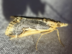Loxostege albiceralis