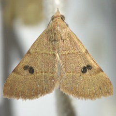 Hemeroplanis rectalis