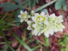 Anticlea elegans elegans