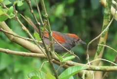 Synallaxis brachyura