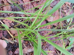 Anticlea elegans elegans