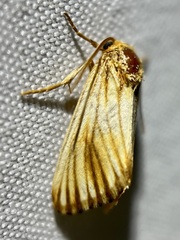Eulithosia discistriga
