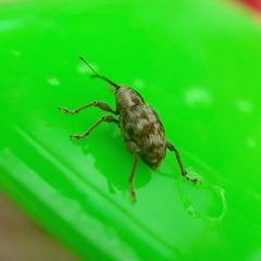 Curculio conjugalis