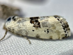Ponometia tripartita