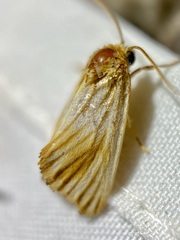Eulithosia discistriga