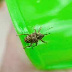 Curculio conjugalis