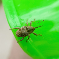 Curculio conjugalis