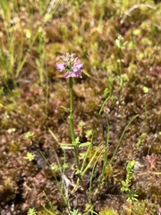 Polygala brevifolia