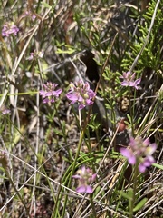 Polygala brevifolia