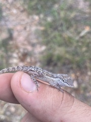 Anolis cooki