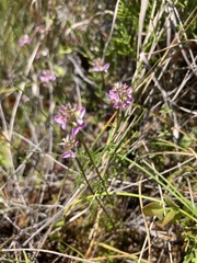 Polygala brevifolia