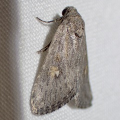 Condica begallo
