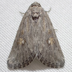 Condica begallo