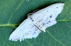 Scopula cacuminaria
