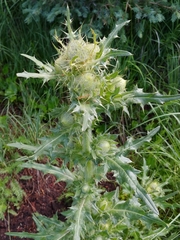 Cirsium parryi