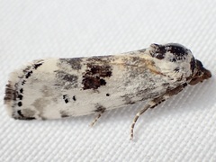Ponometia tripartita