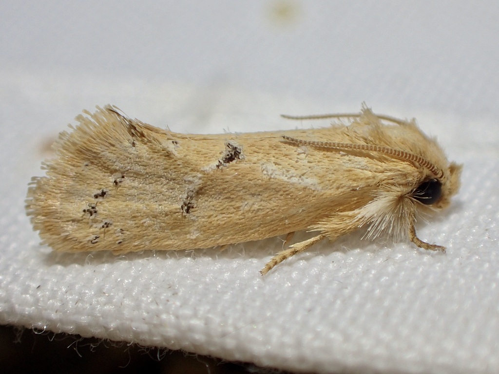 Acrolophus laticapitana
