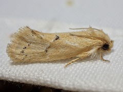 Acrolophus laticapitana