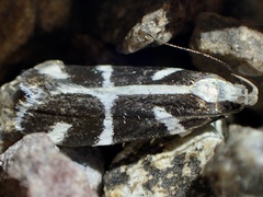 Epilechia catalinella