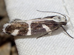 Epilechia catalinella