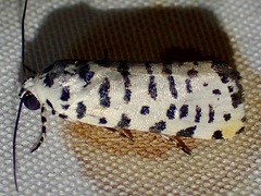 Tarache idella
