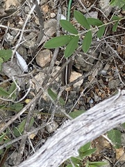 Pholidoscelis wetmorei